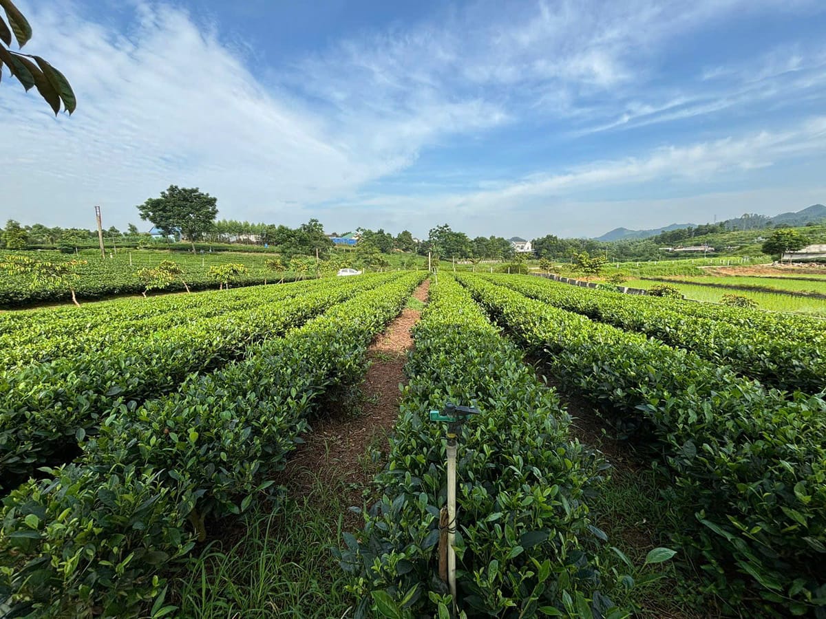 Hàng chè xanh trên đồi chè Tân Cương, Thái Nguyên