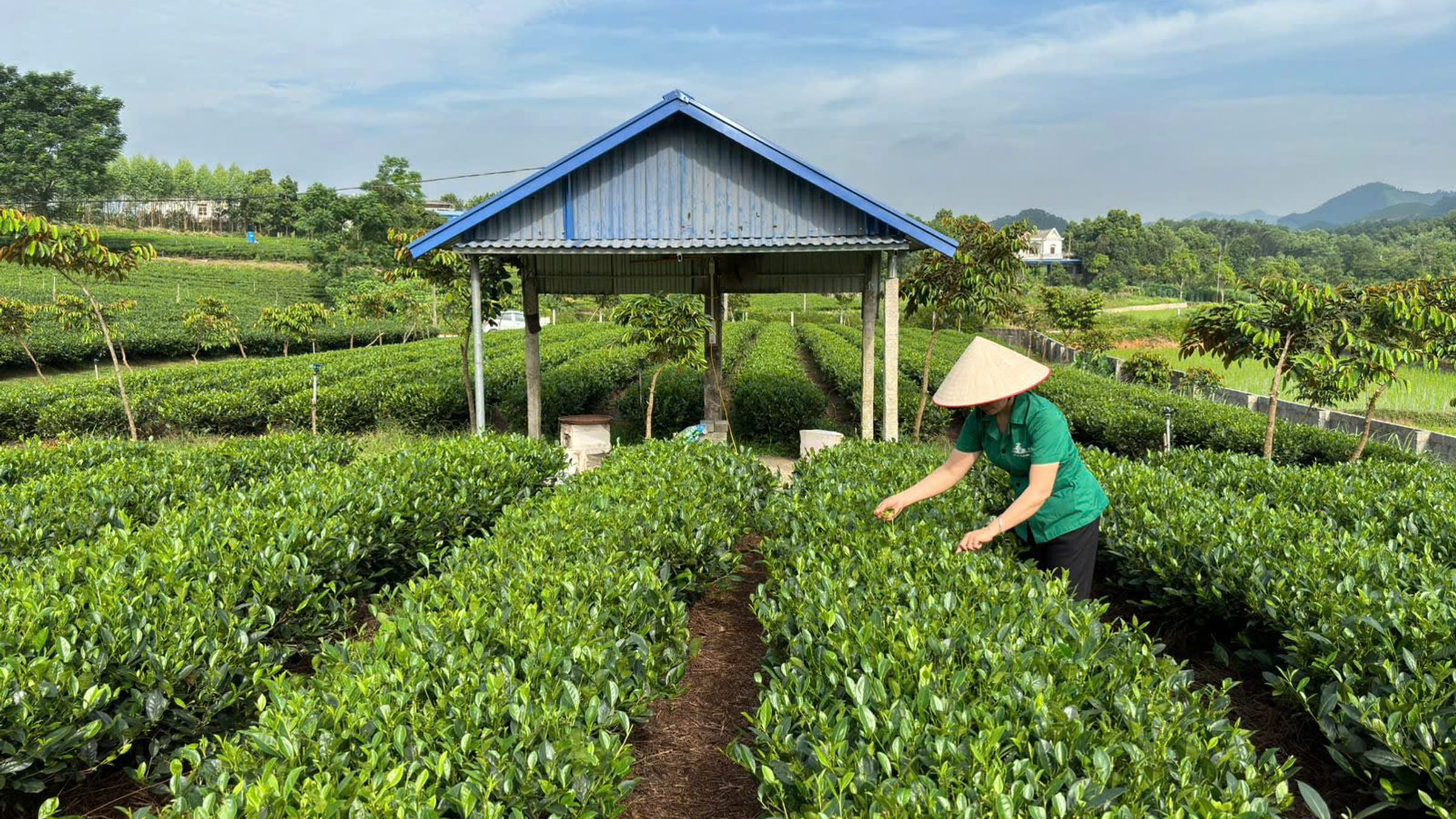Đồi chè Tân Cương gần xưởng sản xuất của hợp tác xã
