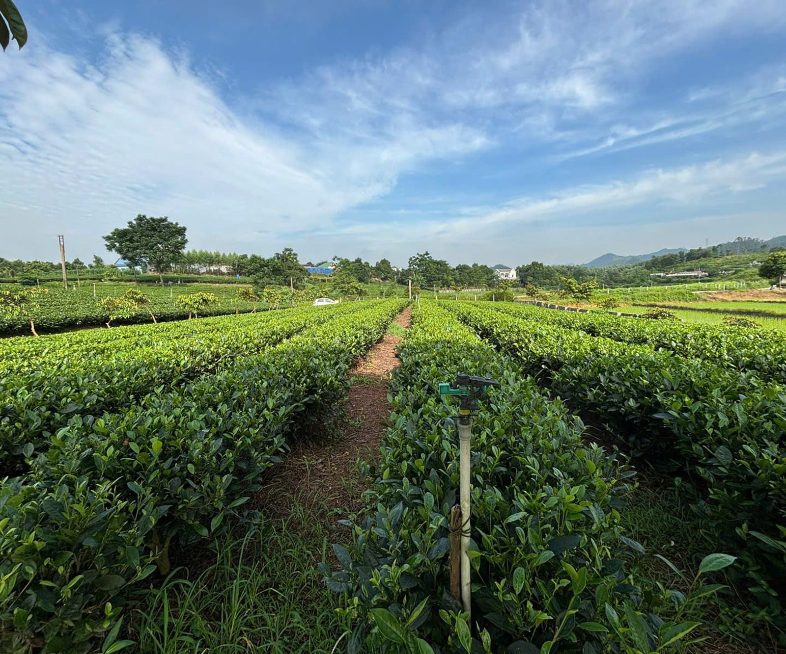 Đồi chè Tân Cương của Hợp tác xã Chè Kim Thoa vào sáng sớm