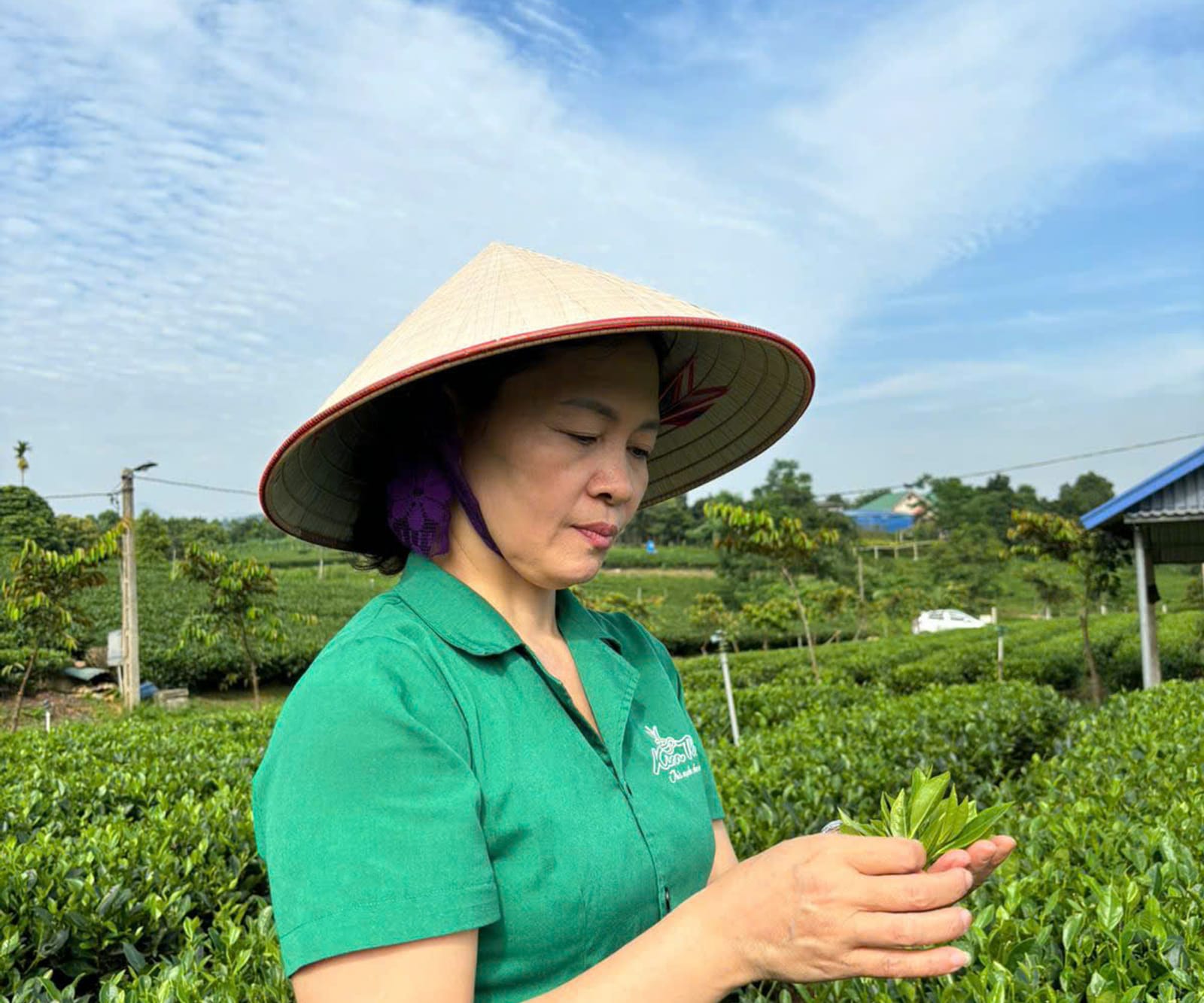 Xã viên hợp tác xã hái chè trên đồi Tân Cương buổi sáng