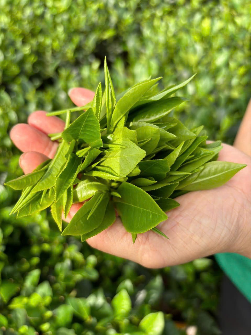 Búp chè non vừa hái, nguyên liệu của Trà Nõn Hảo Hạng