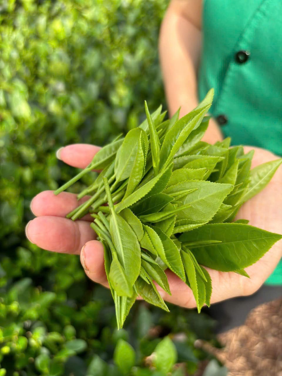 Lá chè non tươi trên tay người hái tại đồi chè Tân Cương