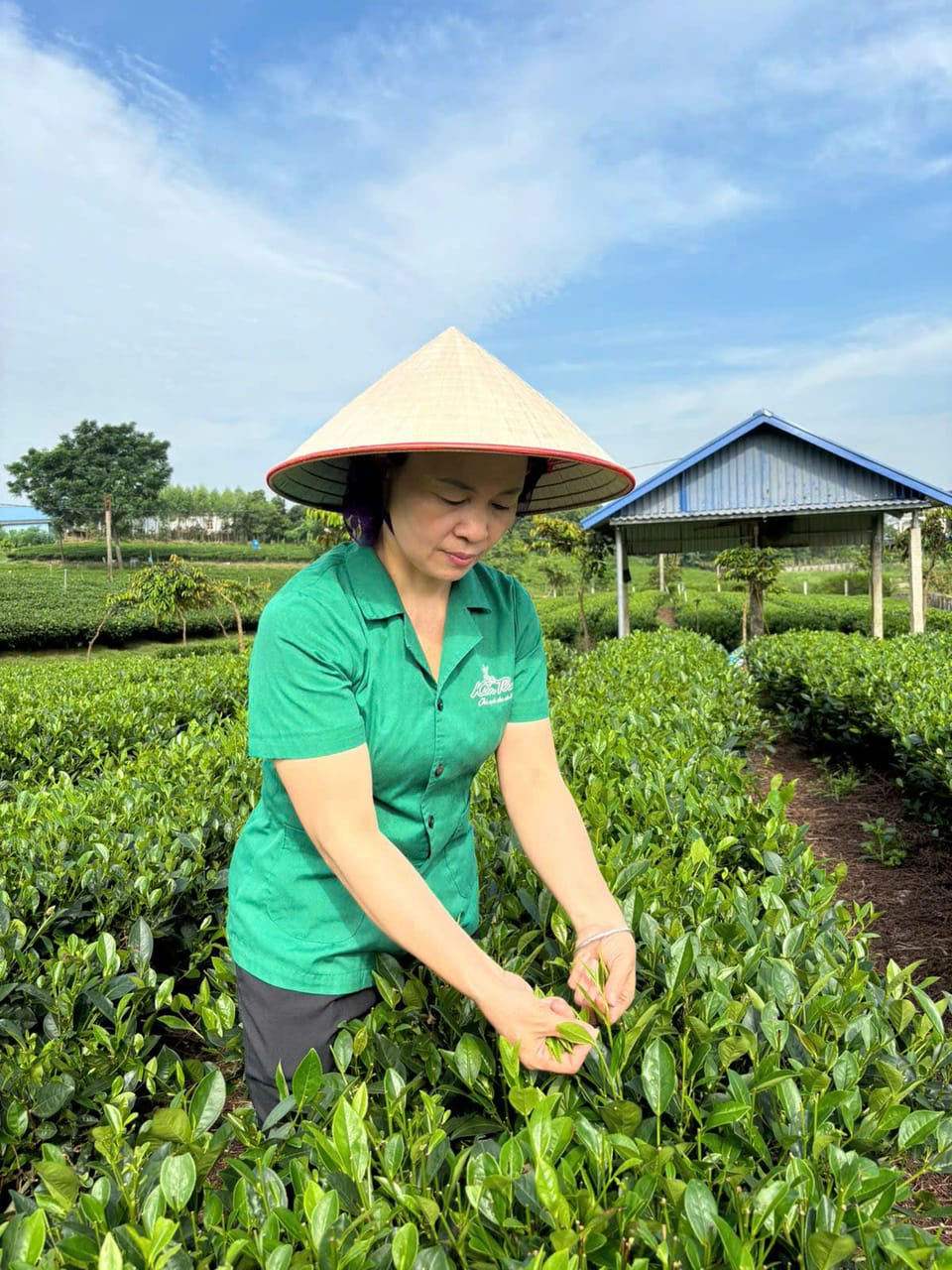 Người hái chè trên đồi — vùng nguyên liệu Trà Nõn Hảo Hạng