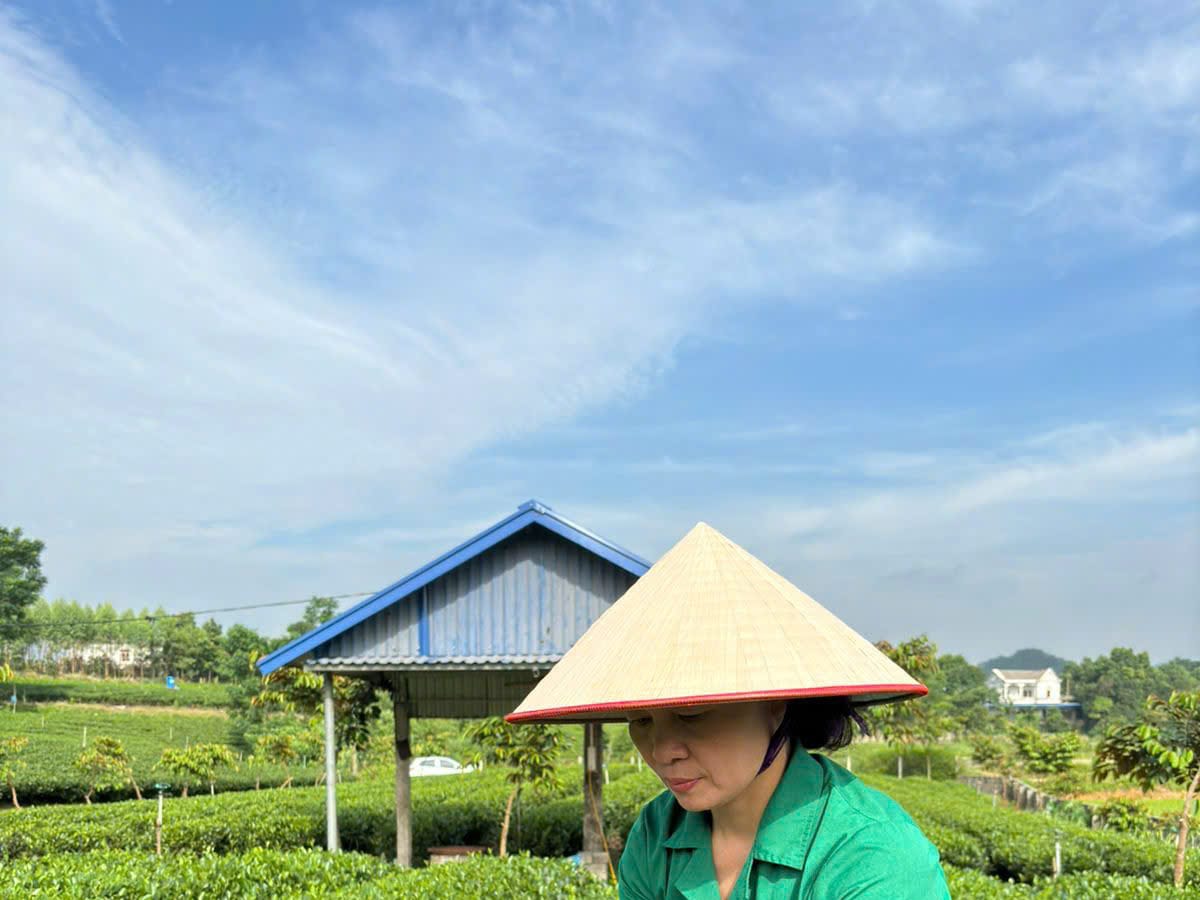 Cận cảnh tay hái búp chè non trên đồi