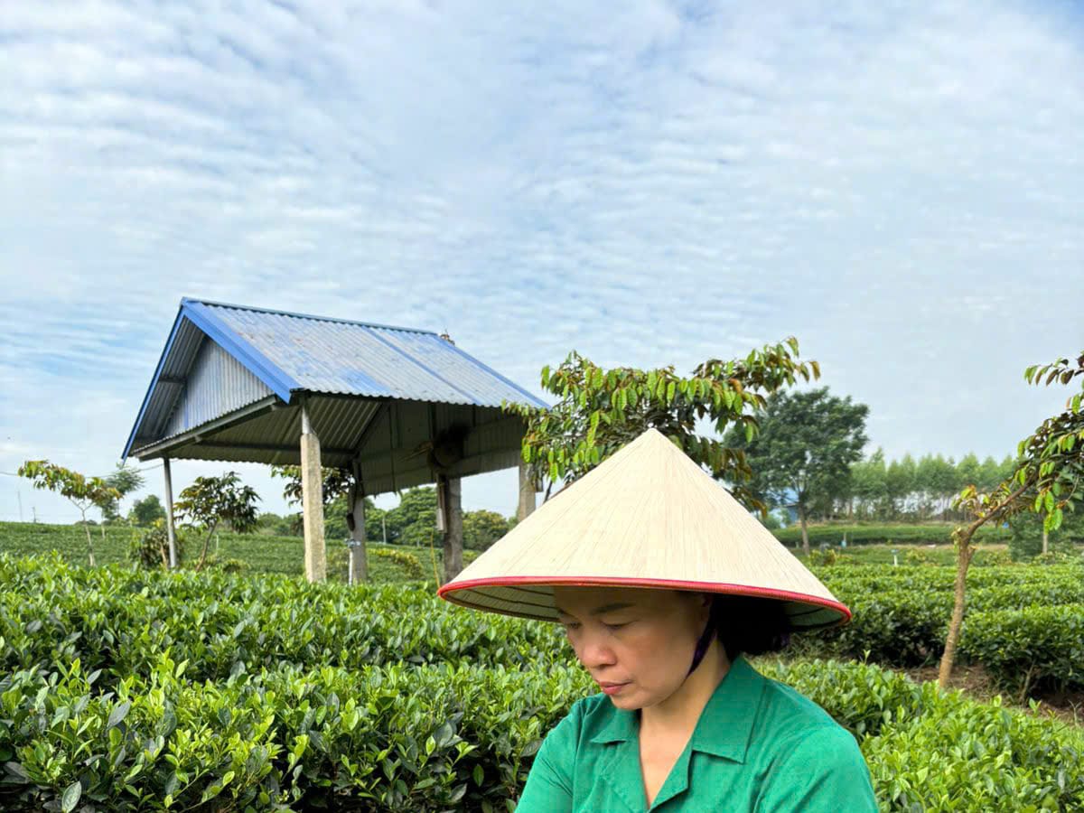 Động tác hái búp chè non của người làm trà tại đồi chè